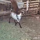 جفره كبس شحم نظيفه من الدفاع وشرط