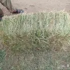 موجود دوخن شد جندير