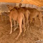 هذي أيام المناسابات السعيدة يعني قعدان طيبة تكفي وتوفي
