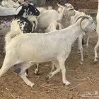 25 معزا جنوبيات طيب وسعر طيب ع 470 الراس