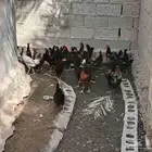 دجاج بلدي عمر 5 شهور انتاج قريب