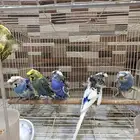 للبيع طيور حب