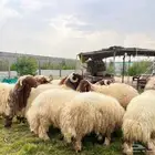 خرفان نعيمي بلدي بري فل نظاف