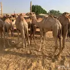 قعدان وتيوس ونعيم وسواكن فرع مكه والرياض تربيه