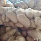 بطاطس قلي جمله