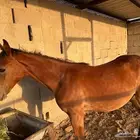 جوف بني هاجر
