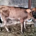 بقرة صنف منتجه تحتها عجلة 3 أشهر