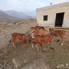 حسلان ذكور للبيع