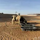 فحل هولشتاين  غزال فولدير