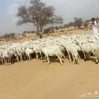 غنم حريه حرش مراح وحد قطعه وحده الغنم منوت القاني