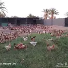 دجاج بياض للبيع
