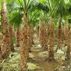 نخل واشنطونيا زينه