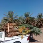 نخيل مثمر وزينه وكل المقاس متوفرة لدينا