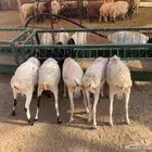 برابر وتيوس ونعيمي بمزرعه المزاحمية تبارك الله مرابي ممتاز