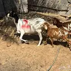 رغوث بربرية