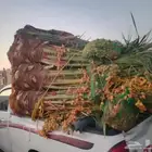 يوجد لدينا جميع انواع النخيل العربي والزينه لتواصل 055157719