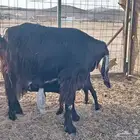 عنز عارضية تحتها جفرة