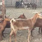 معزا محايليات دفيع معزا طيبات بالحيل ماشاءالله