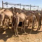 اذا تاجر او ملحمة وتدور قعدان طيب ومحملة ولحوم ممتازة راسلنا