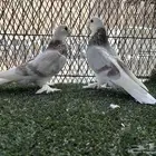 جوز طاقية كرست حامل دبل اجرام ومستوى السعر المطلوب 400