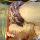 ديك رومي ذبح طازج