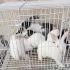 ارانب صغيره مفطومه