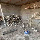 للبيع حمام زاجل امهات ابيض مكتف بيج