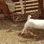 جفره كبس شحم