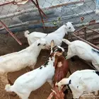 تيوس بلدي العدد6