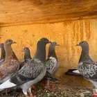 طبات وزغاليل زاجل سباق شرط صحه واحجام ماشا ءالله للبيع اللب