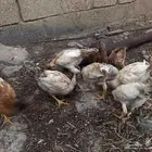 دجاج باكستاني وامريكي
