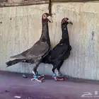 حمام لورنس
