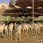 برابر وتيوس المزاحميه تبارك الله والسعر 500