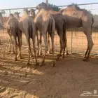 عرض خاص لتجار المواشي قعدان صومالي بالجملة