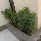 مشتل مشاتل
