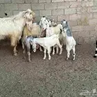 4جفار ولد تحتها 4بهمها كله تيوس . معها تيس فحل صنف