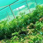 يوجد لدينا مانجو هندي تومي لانجرا جلين