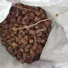 زبيناالكرام يوجدلديناتمرحشف من له رغبه يتوصل