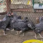 فروخ امروك