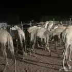 عروض قعدان 2800سواكن 1000بربري 500تيوس 520