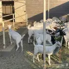 ماعز بيشي وموشح للبيع