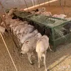 نعيمي أردني وسواكن وبرابر صومالية مرابي