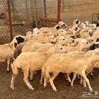 رخال سمان