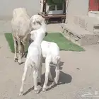 ضان رفيديات متومات مقاني فاخره