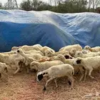 رخال رفيديات