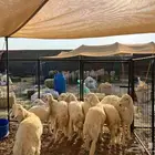 لباب بيتك توصلك ذبيحتك إن شاء الله بأفضل جودة وسعر