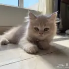 قطط للبيع