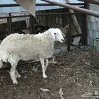 نعجه حريه حرشاء