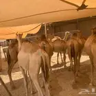 قعدان صومالية بأسعار تنافسية و الكمية محدودة
