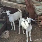 جفرتين كبس شحم